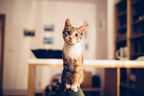熊猫是什么科动物 大熊猫是熊科还是猫科