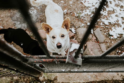 小森生活动物异常状态治疗方法介绍(图文)
