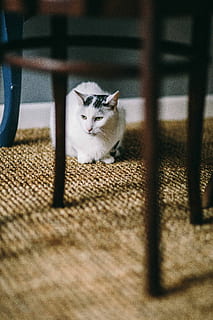 小森生活怎么喂野猫(图文)