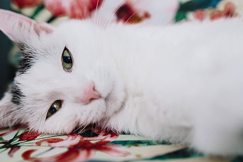猪鬃毛刷 猪鬃刷好还是万毛刷好-