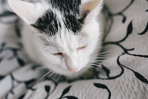 猫没有猫藓却一直挠脖子怎么回事（猫咪经常挠自己脖子的原因）