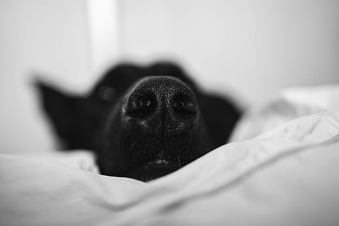 什么死什么悲兔死狐悲释义 死，悲四字成语动物？